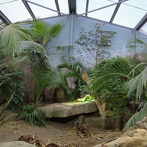 Komodo Dragon exhibit at Chester 25/04/10