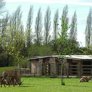 Roan Antelope exhibit at Chester 25/04/10