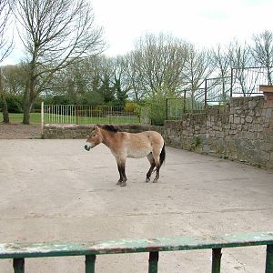 Przewalski's Horse at Chester 25/04/10