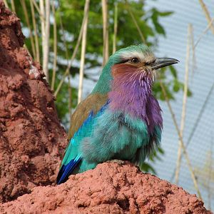 Lilac-breasted Roller in the Tsavo Aviary at Chester 25/04/10