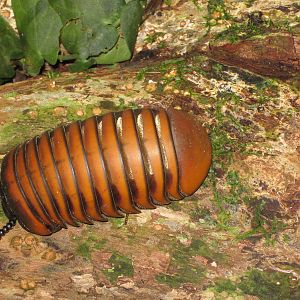 giant pill-millipede