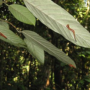 tiger leeches (Haemadipsa picta)