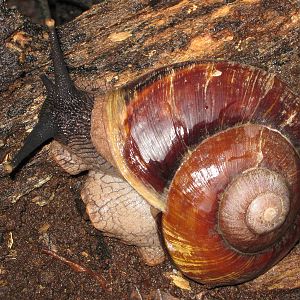 giant snail