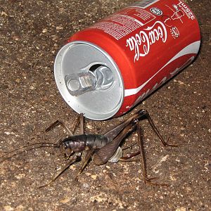 giant cave cricket
