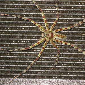 giant huntsman spider