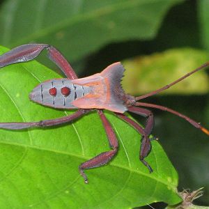assassin bug