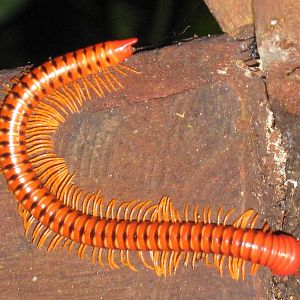 millipede