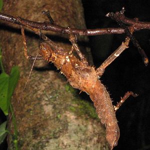 giant stick insect