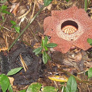Rafflesia keithii