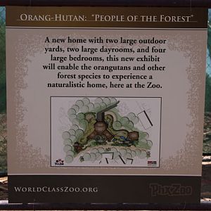 orangutan construction site