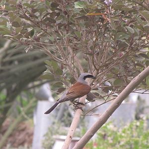 red-blacked shrike