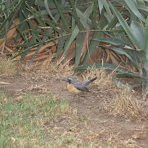 white-throated robin