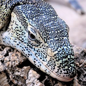 NILE MONITOR