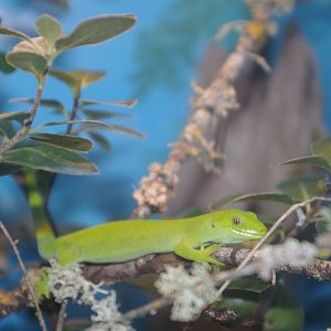green tree gecko (Naultinus elegans)