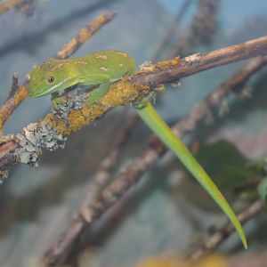 Northland green gecko (Naultinus grayii)
