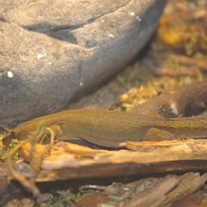 gold-stripe gecko (Woodworthia chrysosiretica)