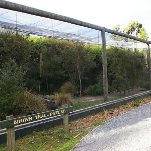 aviary for New Zealand brown teal (Anas chlorotis)