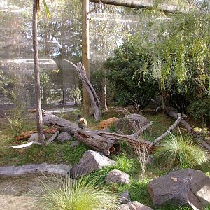 interior of walk-through kea aviary