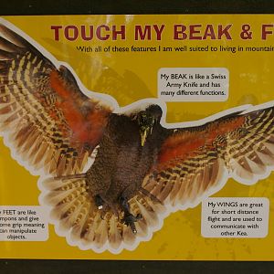 sign in the kea aviary