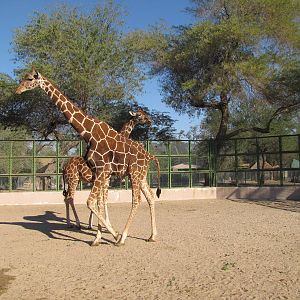 Reticular Giraffe