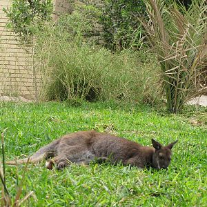 red-necked wallaby