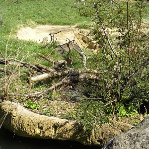 Kudu/Addra Gazelle/Stork exhibit