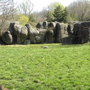Kudu/Addra Gazelle/Stork exhibit