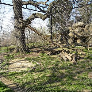 Leopard exhibit
