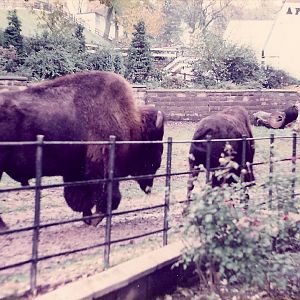 BISON 1980'S
