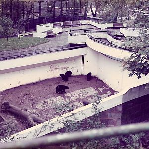 BLACK BEARS 1980'S