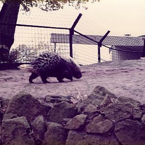 PORCUPINES 1980'S