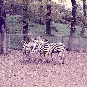 ZEBRA'S 1980'S