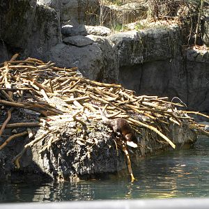 Great river otter exhibit