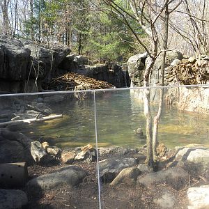 Great river otter exhibit