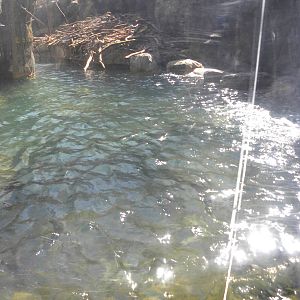 Great river otter exhibit
