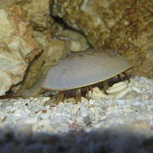 Horseshoe Crab