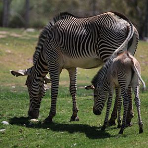 grevy mother and baby