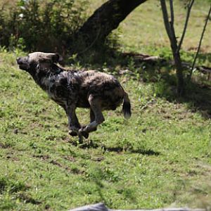 wild dog on the run