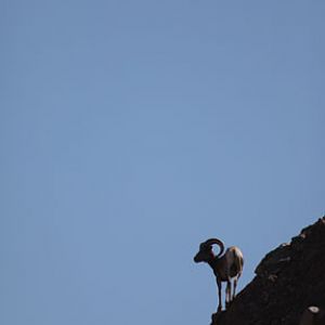 bighorn on mountain