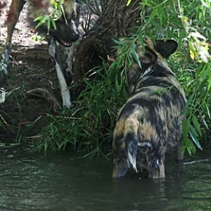 wild dogs in water