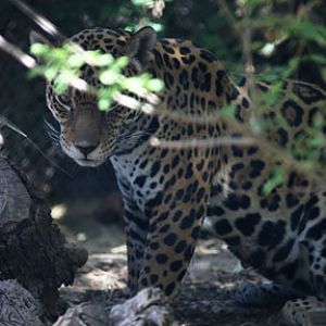 female jaguar