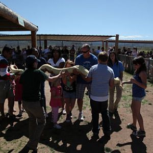 giant snake show