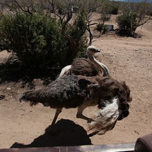 running ostrich