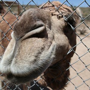camel closeup