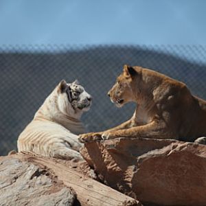 white tiger and lioness