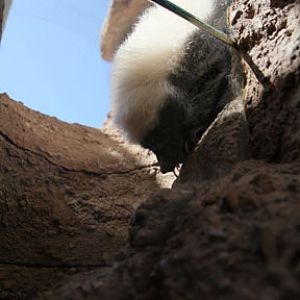 skunk returning to burrow