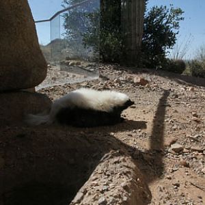 hog nosed skunk exhibit