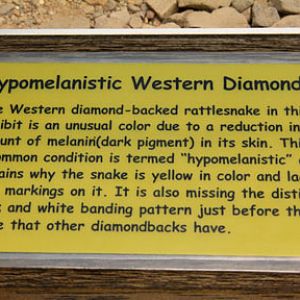 hypomelanistic rattlesnake