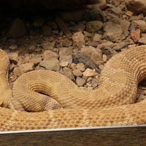 hypomelanistic rattlesnake
