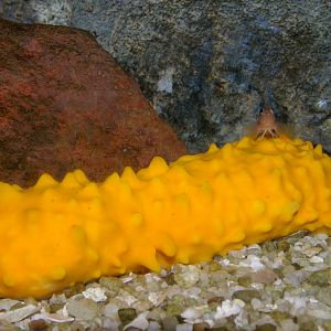 sponge Polymastia croceus (formerly P. granulosa)